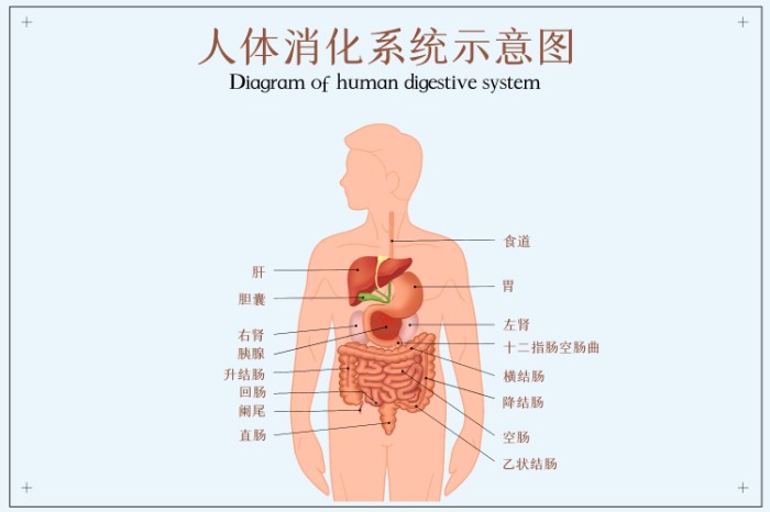 摄图网_401809047_人体消化系统示意图(非企业商用).jpg 摄图网_401809047_人体消化系统示意图(非企业商用).jpg